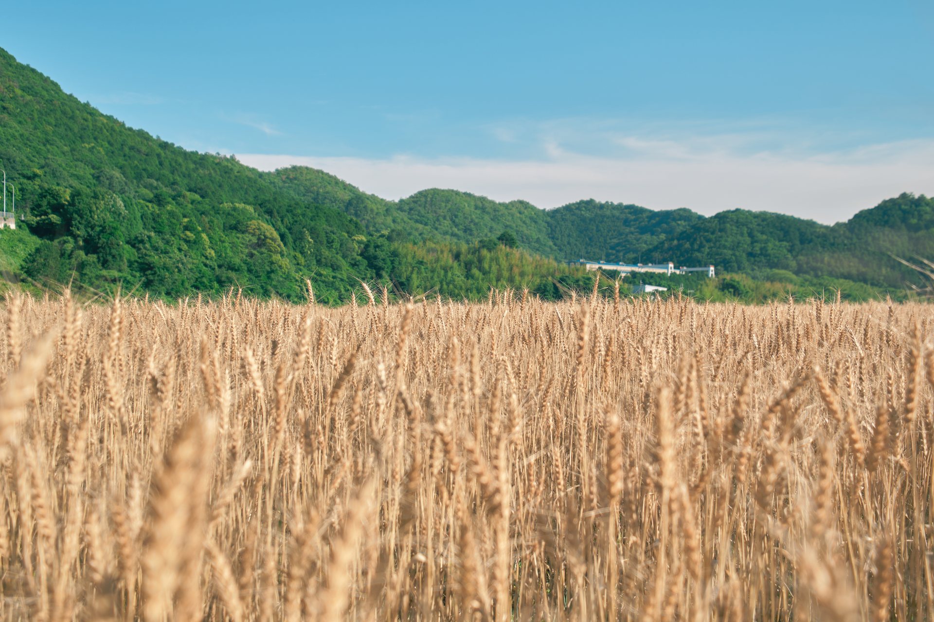 市川町の麦畑